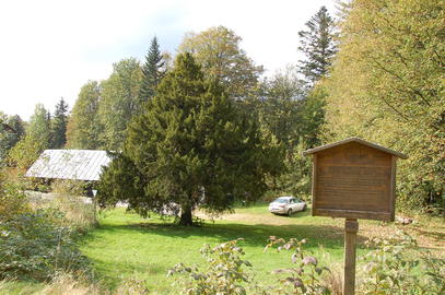  -  Naturdenkmal Eibe in Scheuereck. Foto: Landkreis Regen, Eder
