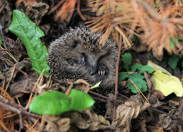  - Junger Igel, der rund 500 Gramm wiegt und sich derzeit in den Viechtacher Gärten den Winterspeck anfrisst. Foto: Langer/Landkreis Regen