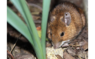  - Die Maus, genauer gesagt ihr Kot, gilt als häufigster Erreger