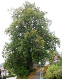  - Naturdenkmal Linde Lindberg. Foto: Landkreis Regen, Eder