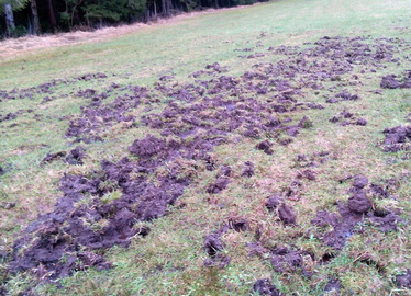  - Typische Schwarzwildschäden - Wildschweine haben eine Wiese umgebrochen. Foto: Graf/Landkreis Regen  
