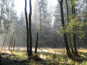 Birkenbruchwald Oed, Foto: Landkreis Regen