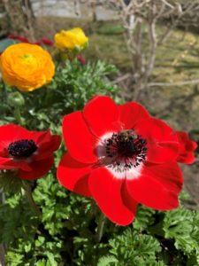 Eine Kronenanemone eignet sich gut zur Kübelbepflanzung. Foto: Klaus Eder/Landkreis Regen