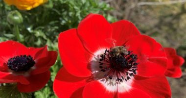 Eine Kronenanemone eignet sich gut zur Kübelbepflanzung. Foto: Klaus Eder/Landkreis Regen