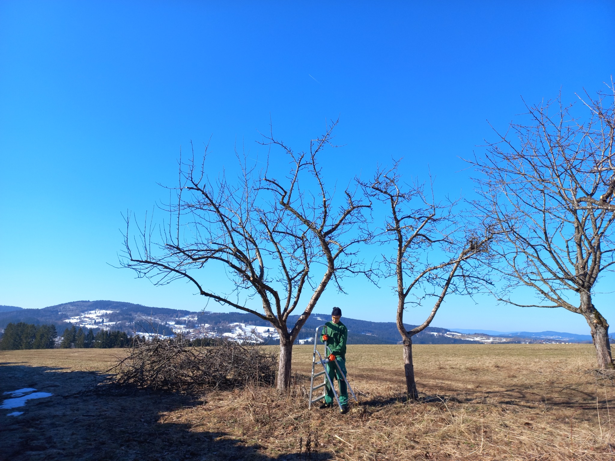 So werden Obstbäume richtig geschnitten - Landkreis Regen