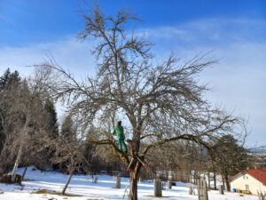 Ein Obstbaum vor dem Schnitt... 