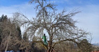 Ein Obstbaum vor dem Schnitt...