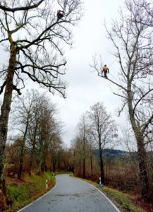 Unser Bild zeigt die Baumpfleger bei der Arbeit. Foto: Martin Straub/Landratsamt Regen