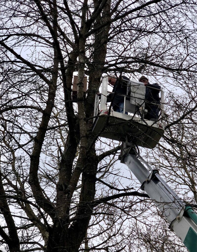 Mitten im Baum (v.li.): Max Pfundtner und Max Vornehm (Inhaber und Fahrer der Arbeitsbühne) machen einen Nistkasten fest. Foto: Rosemarie Wagenstaller / Landratsamt Regen