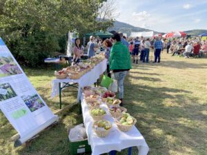 Die Obstausstellung mit ungefähr 100 Apfelsorten. Foto: Martin Straub / Landratsamt Regen