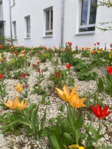 Derzeit steht das Beet in voller Blüte. Foto: Martin Straub / Landkreis Regen