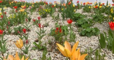 Derzeit steht das Beet in voller Blüte. Foto: Martin Straub / Landkreis Regen