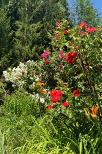 Blühende Pracht im Garten von Ingrid Hackl in Altwies. Foto: Martin Straub / Landratsamt Regen