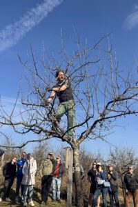 Das Bild zeigt Kreisfachberater Martin Straub beim Schnitt im Baum. Foto: Linda Stobbe