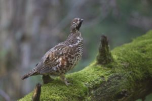 Möglicher Bildtext:  Das Haselhuhn ist ein scheuer Waldbewohner. Foto: Markus Bosch/LBV