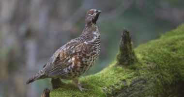 Möglicher Bildtext: Das Haselhuhn ist ein scheuer Waldbewohner. Foto: Markus Bosch/LBV