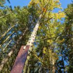 ARBERLAND-Akademie-Baumklettern © Landkreis Regen