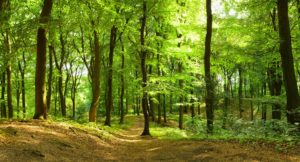 Waldweg im Sommer. Foto: AdobeStock- Inga-Nielsen