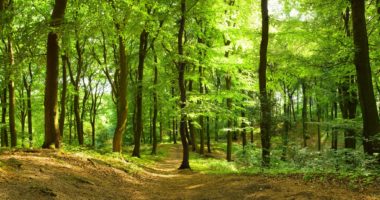 Waldweg im Sommer. Foto: AdobeStock- Inga-Nielsen