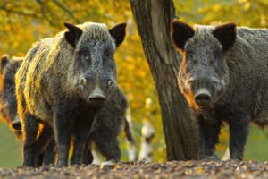 Wildschweine im Wald. Beispielfoto. © AdobeStock.com/taviphoto