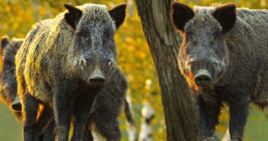 Wildschweine im Wald. Beispielfoto. © AdobeStock.com/taviphoto