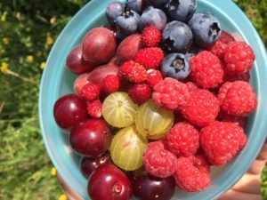 So vielfältig können Beeren sein. Foto: Klaus Eder/Landratsamt Regen