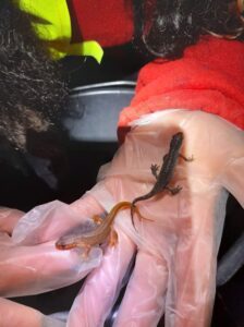 Unsere Bilder zeigen Amphibien, die in den vergangenen Jahren gerettet wurden. Fotos: Johanna Joubert