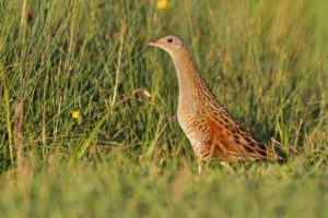 Wachtelkönige sind dank ihres Aussehens gut getarnt und verstecken sich meist in der Vegetation. Foto: Dr. Christoph Moning/LBV Bayern