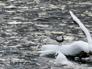 Wasseramsel bei Schönau am Schwarzen Regen. Foto: Lukas Maier/Naturpark Bayerischer Wald