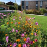 Blumenbläte auf Blühstreifen an der Hotelberufsschule Viechtach