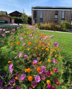 Blumenbläte auf Blühstreifen an der Hotelberufsschule Viechtach