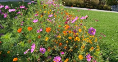 Blumenbläte auf Blühstreifen an der Hotelberufsschule Viechtach