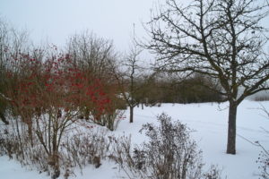 Im Kreislehrgarten liegt Schnee, auch die Arbeit der Gartenbauverein ruht momentan. Foto: Eder/Landkreis Regen