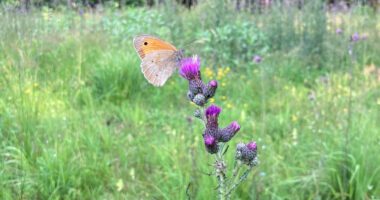 Das Bild zeigt ein Großes Ochsenauge auf einer Sumpf-Kratzdistel. Foto: Martin Graf/Landratsamt Regen