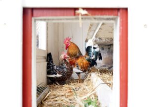 Selbst Hobbyhalter im Landkreis Regen müssen sich in diesen Tagen darauf gefasst machen, ihr Geflügel bald aufzustallen. Foto: Miriam Lange / Landkreis Regen.