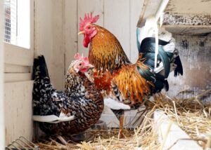 Selbst Hobbyhalter im Landkreis Regen müssen sich in diesen Tagen darauf gefasst machen, ihr Geflügel bald aufzustallen. Foto: Miriam Lange / Landkreis Regen.