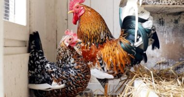 Selbst Hobbyhalter im Landkreis Regen müssen sich in diesen Tagen darauf gefasst machen, ihr Geflügel bald aufzustallen. Foto: Miriam Lange / Landkreis Regen.