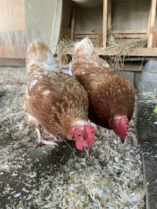 Hühner sollten so gehalten werden, dass sie keinen Kontakt zu anderem Geflügel haben. Vor allem sollten sie keine Berührungspunkte zu Vögeln haben. Foto: Langer/Landkreis Regen