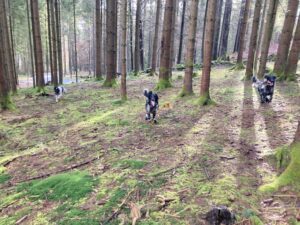 Bei der Suche nach Kadavern kommen auch Hunde zum Einsatz. Foto: Heiko Langer / Landratsamt Regen