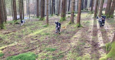 Bei der Suche nach Kadavern kommen auch Hunde zum Einsatz. Foto: Heiko Langer / Landratsamt Regen