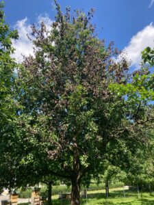 Ein Baum mit Feuerbrand