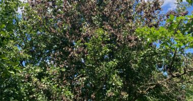 Ein Baum mit Feuerbrand
