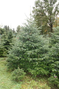 Große Bäume wie dieser sind für ein Wohnzimmer in der Regel zu groß. In einer Eingangshalle würde er aber prächtig aussehen. Foto: Langer/Landkreis-regen