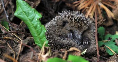 Droht Gefahr rollt sich der Igel zusammen, er flüchtet nicht. Auch dies gefährdet die Tiere. Foto: Langer