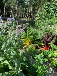 Mischkultur wird groß geschrieben im Gemüsegarten von Kirsten Loesch. Hier wachsen Gemüsepflanzen neben Gewürzkräutern und zahlreichen, auch sehr seltenen Heilpflanzen. Foto: Klaus Eder/Landkreis Regen