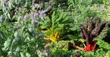 Mischkultur wird groß geschrieben im Gemüsegarten von Kirsten Loesch. Hier wachsen Gemüsepflanzen neben Gewürzkräutern und zahlreichen, auch sehr seltenen Heilpflanzen. Foto: Klaus Eder/Landkreis Regen