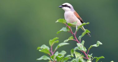 Der Neuntöter ist im Landkreis Regen seltener geworden. Foto: Raymond Gloden