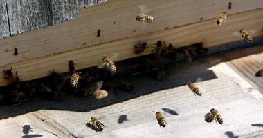 Gesunde Bienen wünscht sich jeder Imker. Zum Schutz der Bestände sollte man den Futterkranz auf Faulbrut untersuchen lassen. Foto: Langer/Landkreis Regen