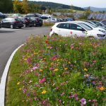Blumenmeer für Bienen am Parkplatz des Landratsamtes. Foto: Landkreis Regen, Eder
