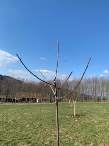 So sollte der Baum nach dem Schnitt aussehen. Foto: Eder/Landkreis Regen